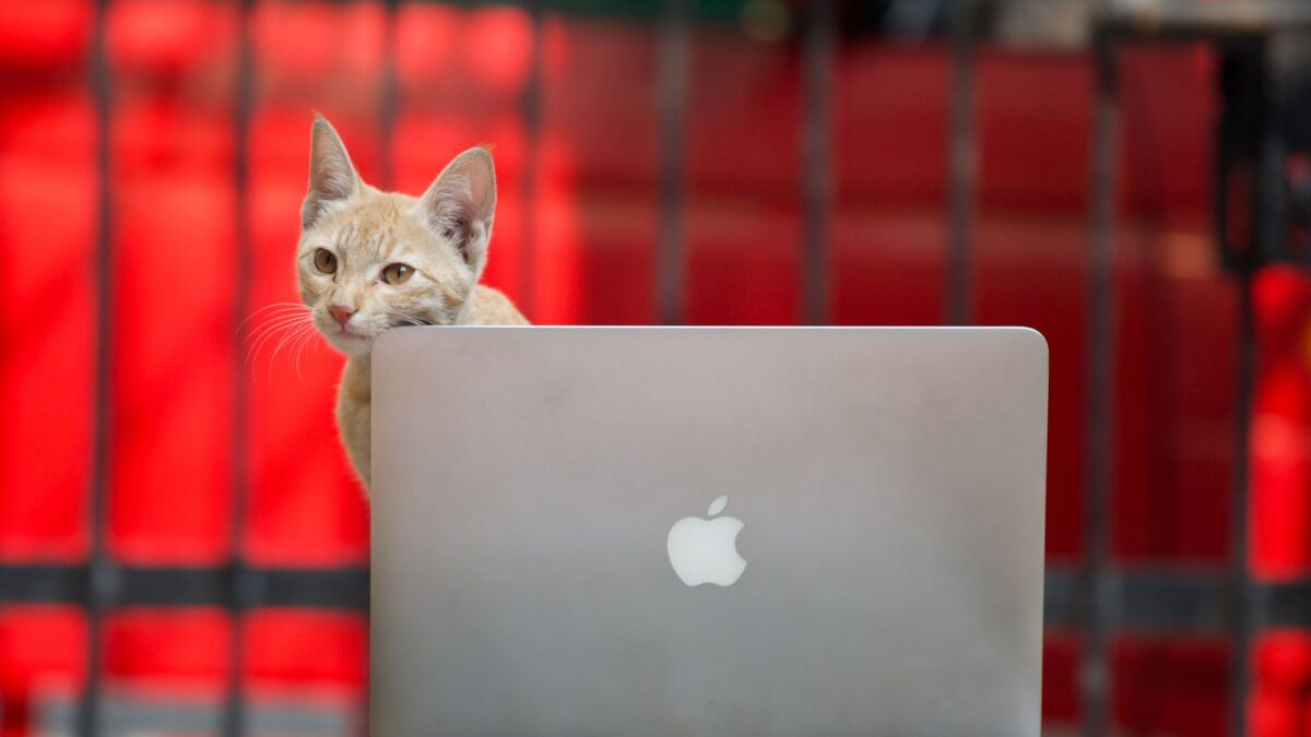 Katze liegt auf einer Laptop-Tastatur und schaut in die Kamera