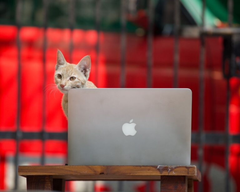 Katze liegt auf einer Laptop-Tastatur und schaut in die Kamera